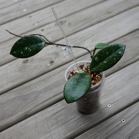 Hoya carnosa Wilbur Graves rare indoor plant with thick dark green leaves covered in heavy silver splash on a timber deck.