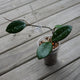 Hoya carnosa Wilbur Graves rare indoor plant with thick dark green leaves covered in heavy silver splash on a timber deck.