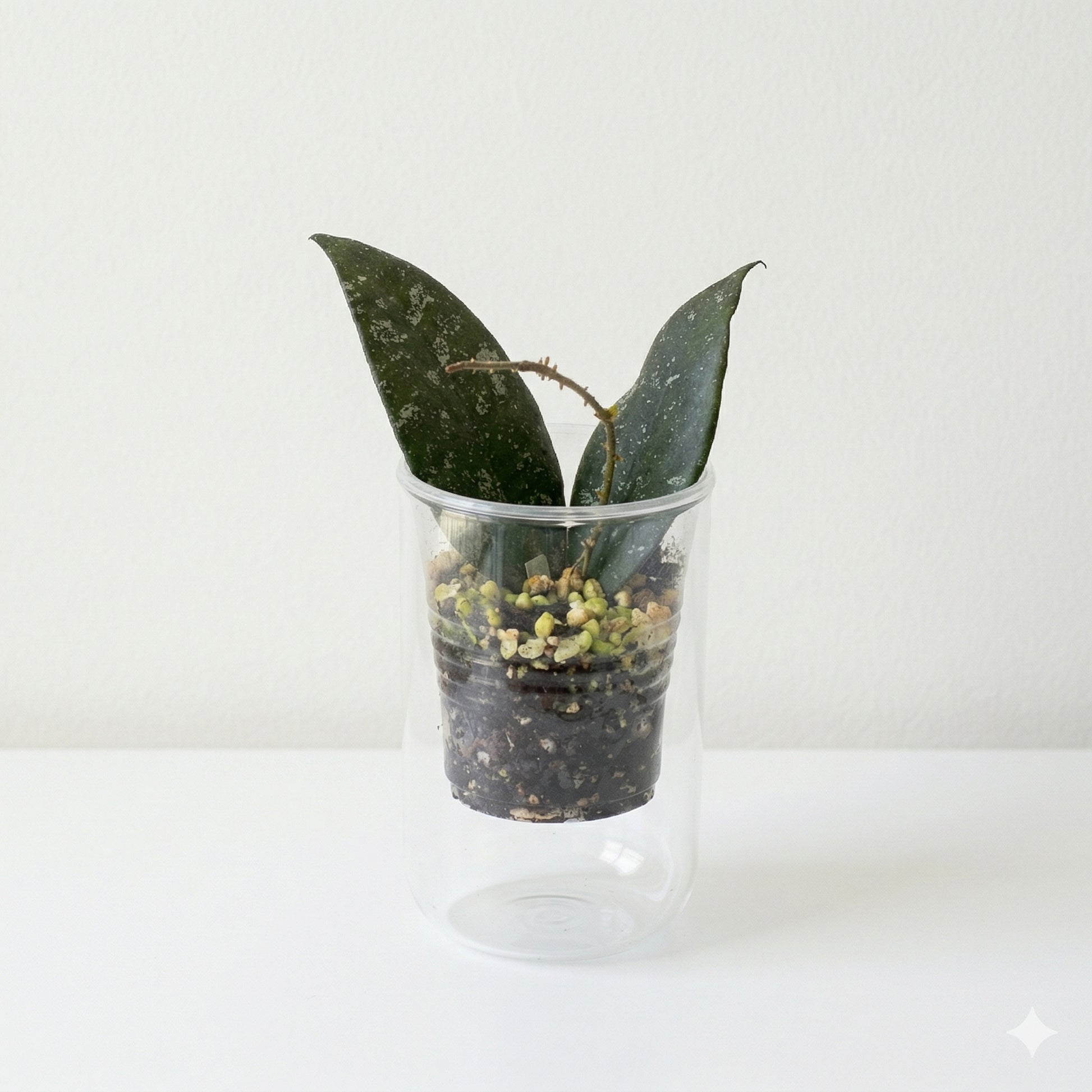 Hoya caudata Sumatra with stiff, textured leaves and heavy silver splashing.