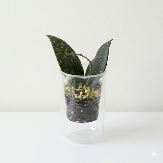 Hoya caudata Sumatra with stiff, textured leaves and heavy silver splashing.