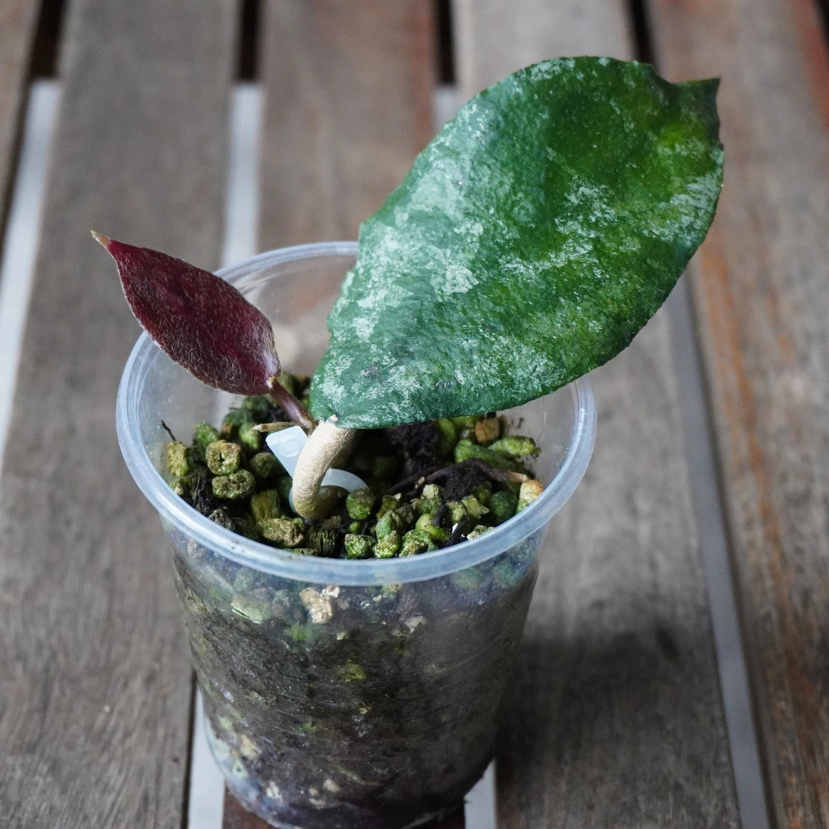 Hoya caudata v. crassifolia plant with thick speckled textured leaves in a small pot