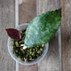 Hoya caudata v. crassifolia plant with thick speckled textured leaves in a nursery pot