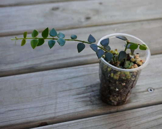 Hoya chinghungensis miniature trailing indoor plant showing compact cascading stems filled with small triangular green leaves