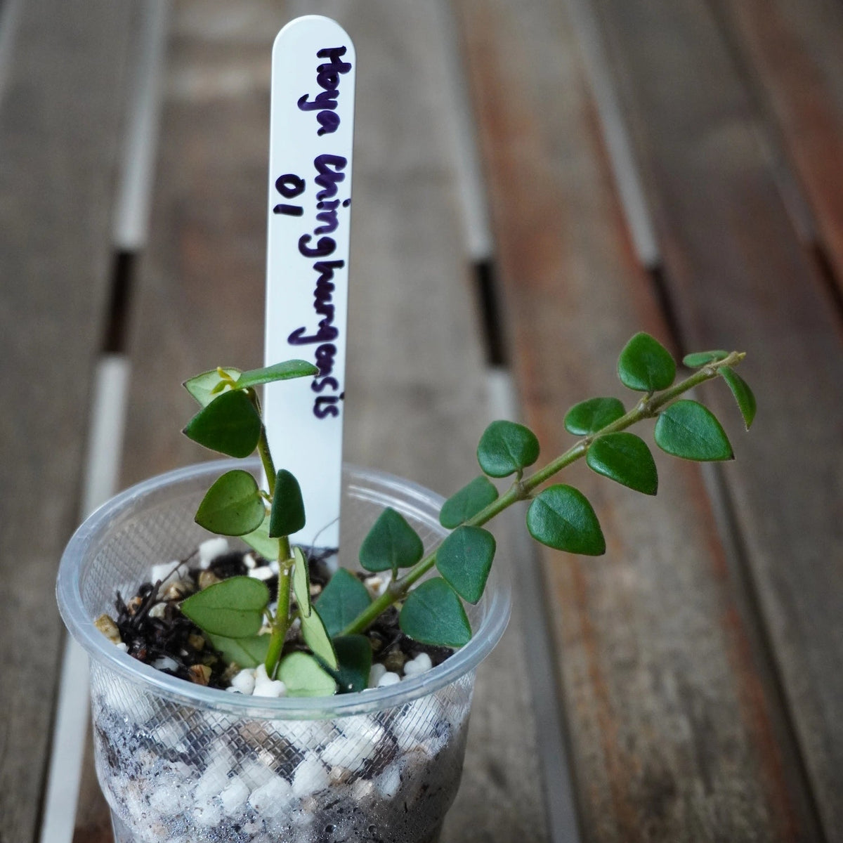 Hoya chinghungensis plant with tiny triangular leaves cascading from a small pot