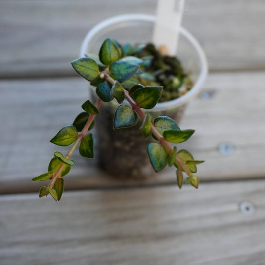 Rare Hoya chinghungensis Inner Variegated indoor plant showing tiny triangular leaves with creamy white and yellow centers