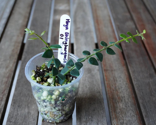 Hoya chinghungensis with tiny dark green leaves, delicate trailing vines and fresh growth in a clear nursery pot.