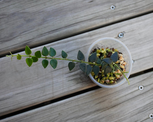 Hoya chinghungensis miniature trailing indoor plant showing cascading stems filled with small triangular green leaves