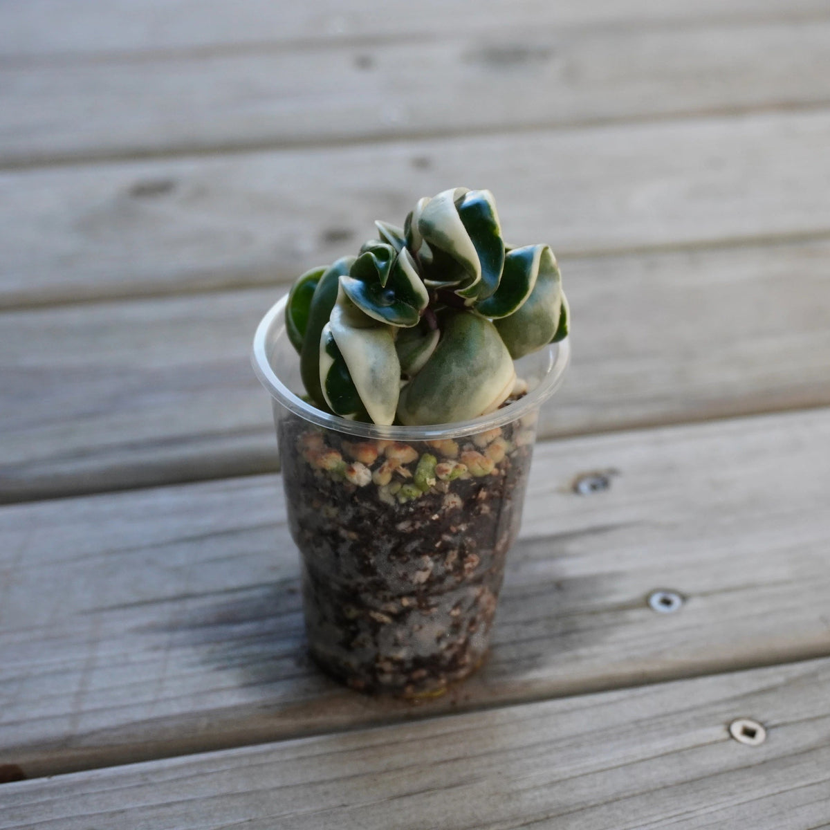 Variegated Hoya Compacta Hindu Rope indoor plant showing contorted green leaves with creamy white outer margins