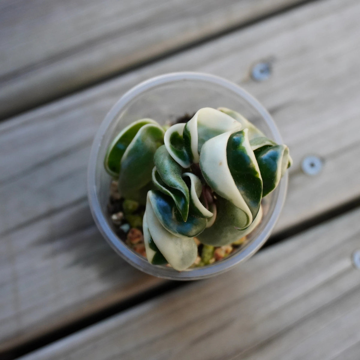 Variegated Hoya Compacta (Hoya carnosa) Hindu Rope indoor plant showing contorted green leaves with creamy white outer margins