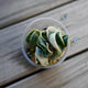 Variegated Hoya Compacta (Hoya carnosa) Hindu Rope indoor plant showing contorted green leaves with creamy white outer margins