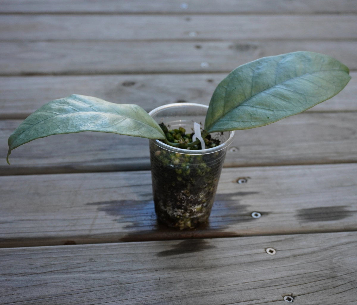 Hoya Coriacea (Silver) rare trailing indoor hoya plant with silver splashed leaves and star-shaped flowers