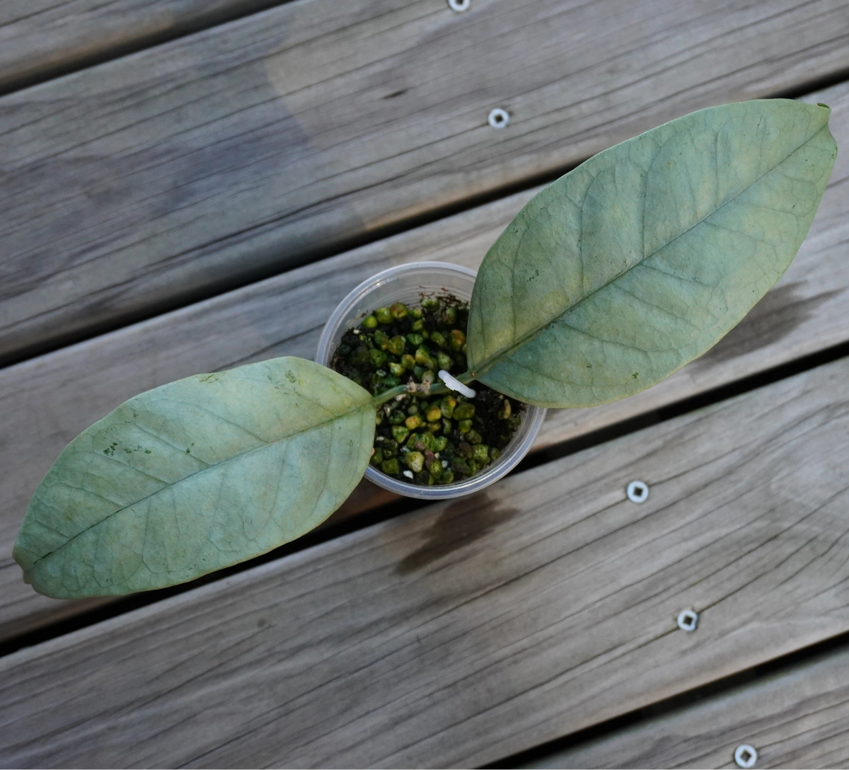 Hoya Coriacea (Silver) rare trailing indoor wax plant with silver splashed leaves and yellow star-shaped flowers