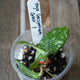 Hoya crassipetiolata Splash showcasing glossy green leaves with heavy silver mottling in a nursery pot