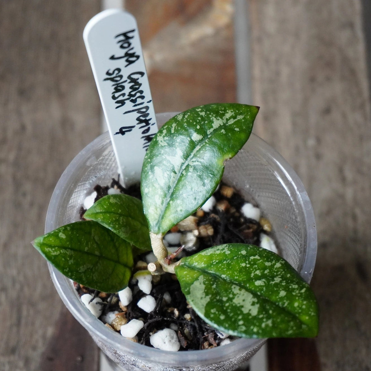 Hoya crassipetiolata Splash specimen plant displaying thick silver-splashed lanceolate leaves in a nursery pot