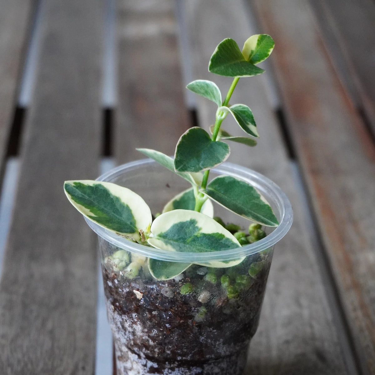 Hoya Cumingiana Albo Outer Variegated (Hoya cumingiana) indoor wax plant with cream and green leaves in a small pot