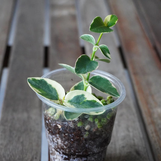 Hoya Cumingiana Albo Outer Variegated (Hoya cumingiana) indoor wax plant with cream and green leaves in a small pot
