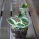 Hoya Cumingiana Albo Outer Variegated (Hoya cumingiana) indoor wax plant with cream and green leaves in a small pot