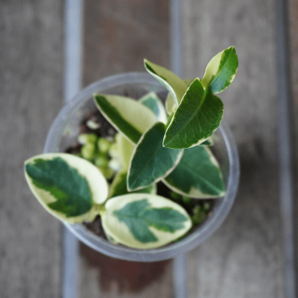 Hoya Cumingiana Albo Outer Variegated indoor wax plant with cream and green leaves 