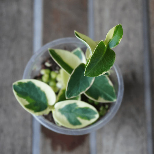 Hoya Cumingiana Albo Outer Variegated indoor wax plant with cream and green leaves 