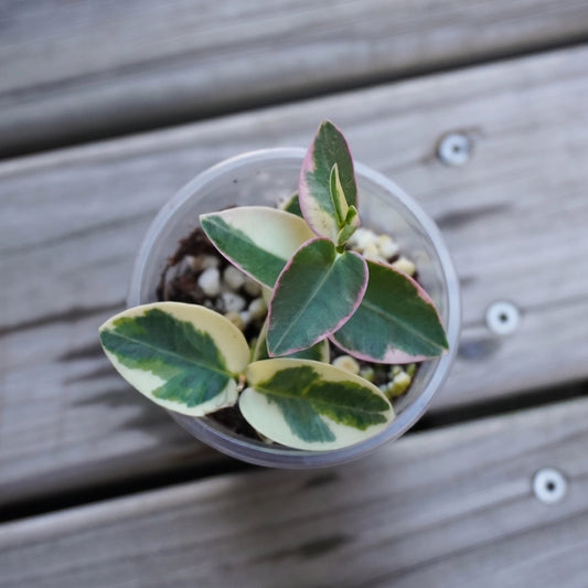 Hoya Cumingiana Albo Outer Variegated (Hoya cumingiana) indoor wax plant with cream and green leaves in a small pot