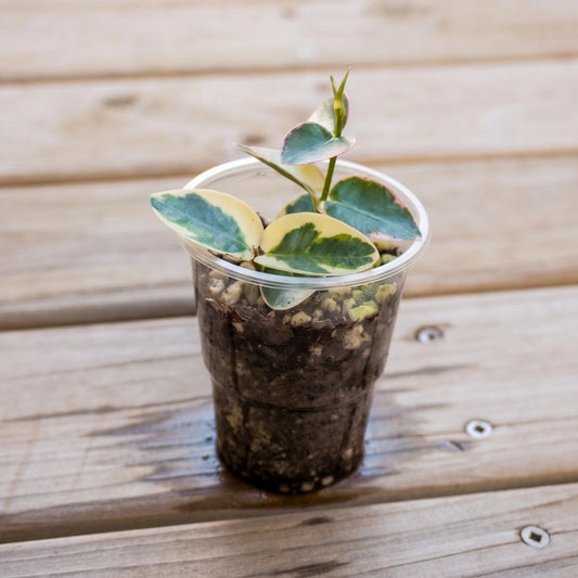 Hoya Cumingiana Albo Outer Variegated indoor wax plant with cream and green leaves 