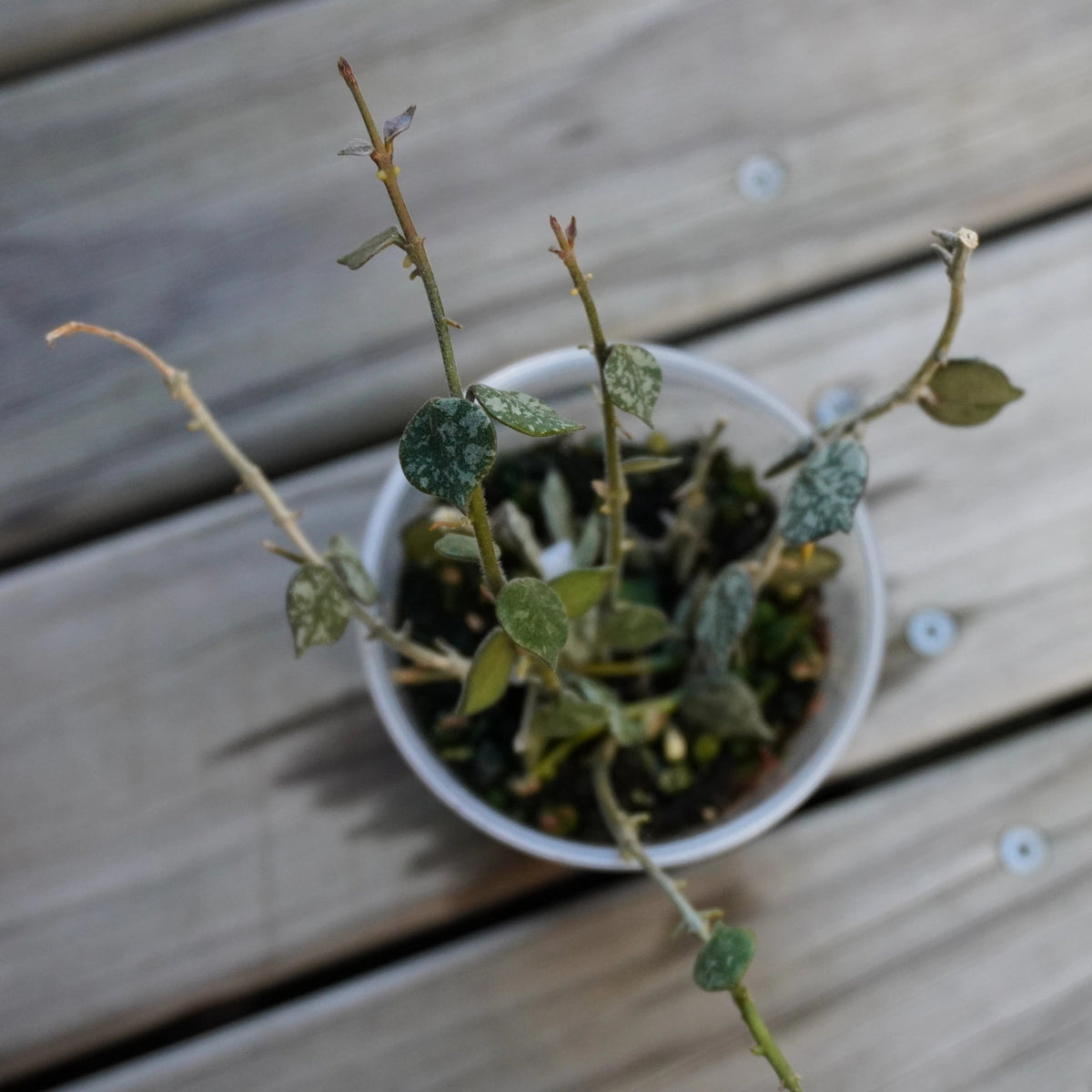 Hoya Curtisii Thai Form (Hoya curtisii) eacy care trailing indoor wax plant with tiny silver splashed leaves and yellow-green flowers