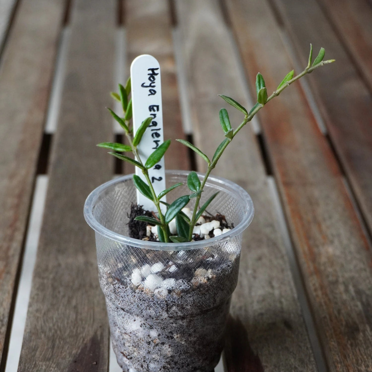 Hoya engleriana plant with fine needle-like leaves cascading in a nursery pot