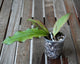 Hoya erythrina Splash plant showing scalloped silver-splashed leaves with visible veins in a nursery pot