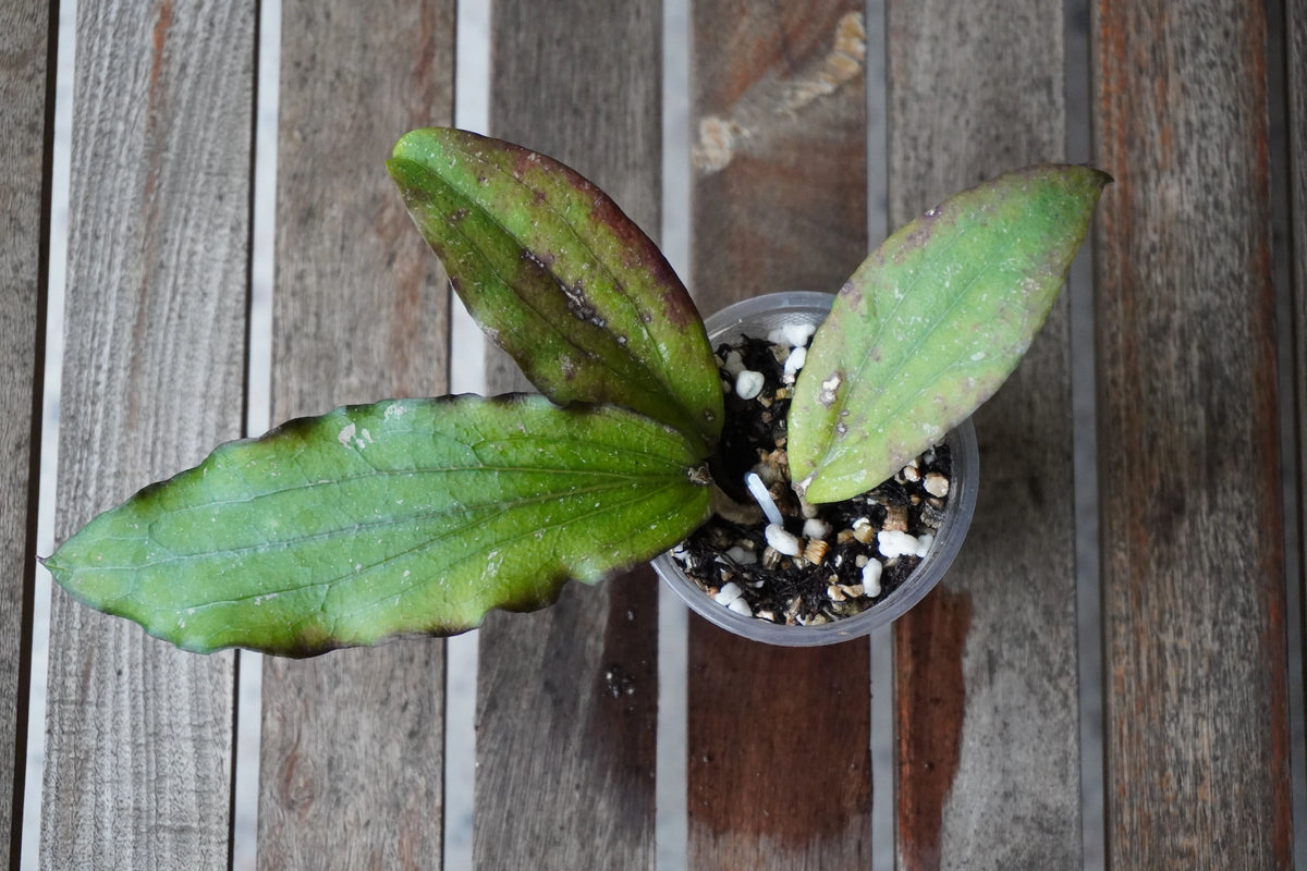 Hoya erythrina Splash plant showing scalloped silver-splashed leaves with visible veins in a small pot