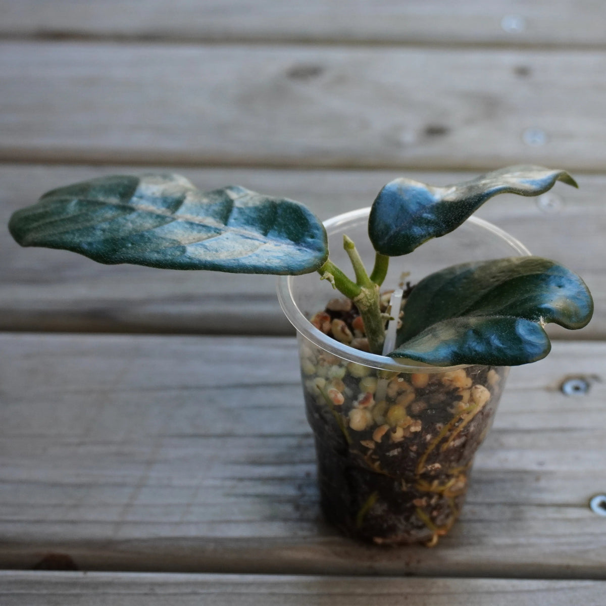 Hoya Globulosa Cao Bang indoor plant with thick, leathery green leaves with prominent dark sunken veins in a clear starter cup