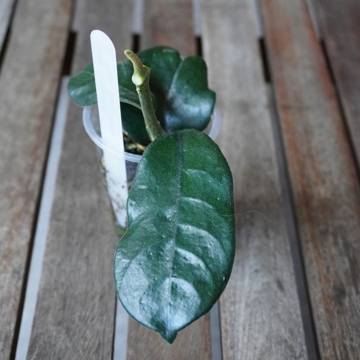 Close-up of Hoya globulosa Cao Bang showing a thick, dark green leaf with subtle veining and a glossy textured surface.