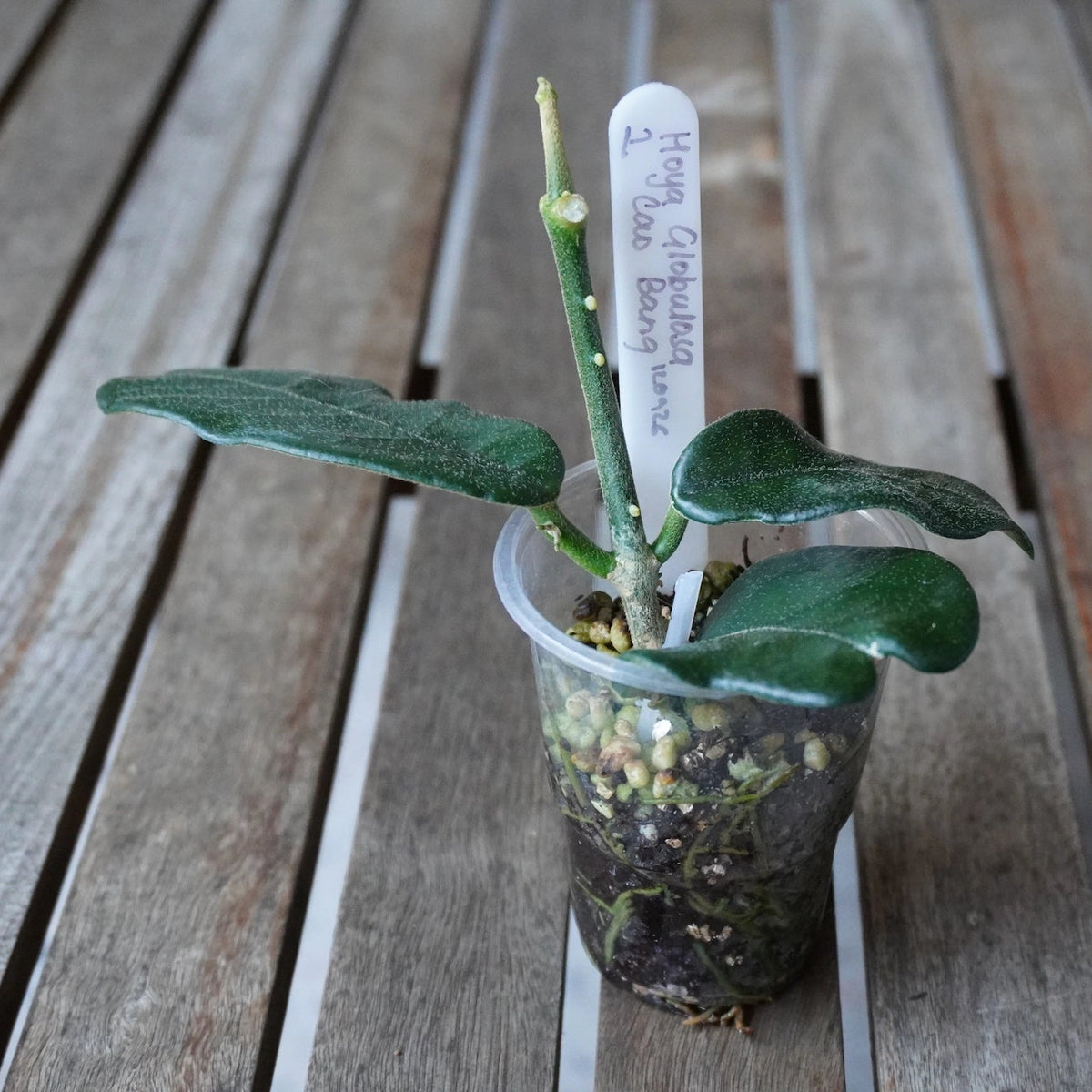 Top view of Hoya globulosa Cao Bang showing thick, dark green leaves arranged around an upright stem in a clear pot.
