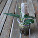 Top view of Hoya globulosa Cao Bang showing thick, dark green leaves arranged around an upright stem in a clear pot.