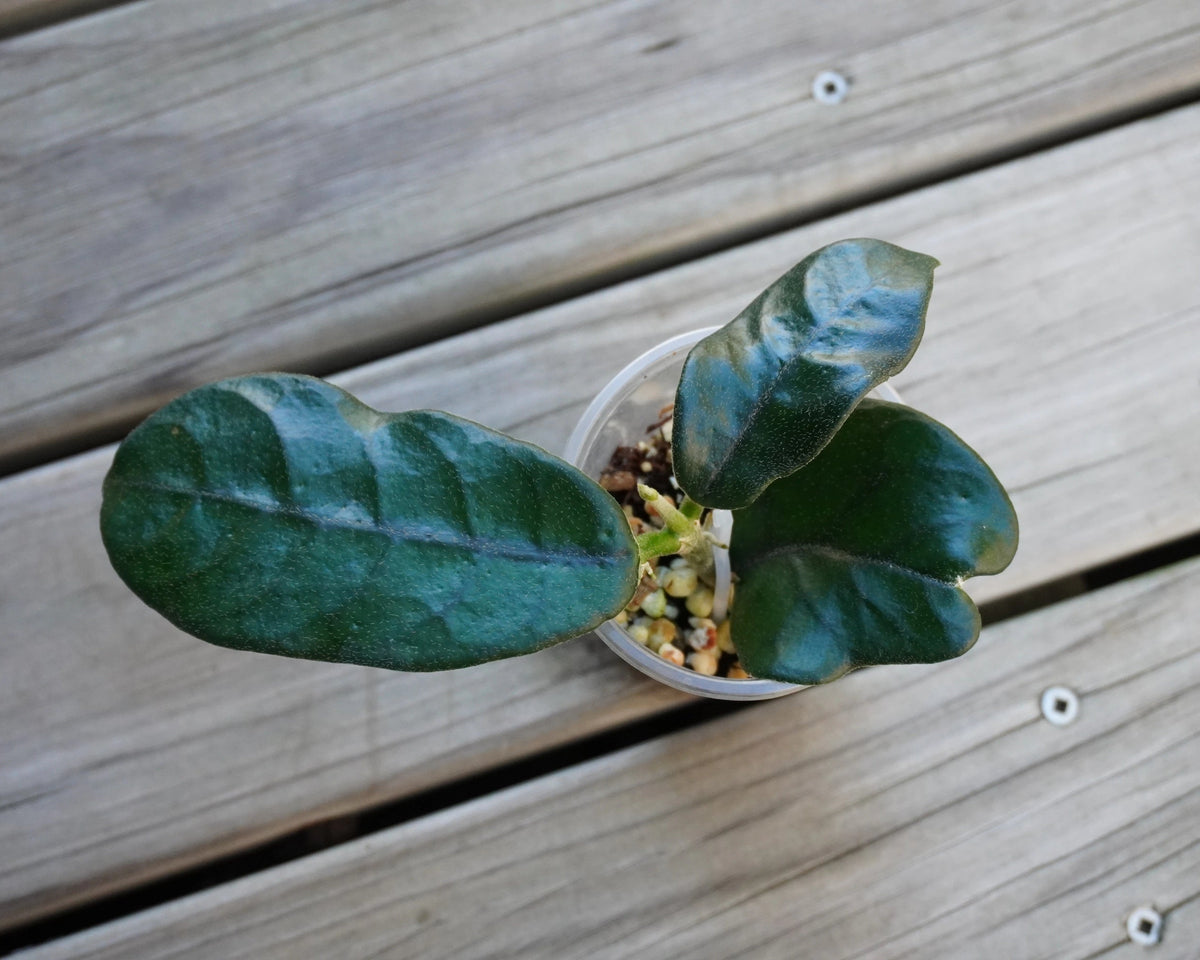 Hoya Globulosa Cao Bang indoor plant showing thick, leathery green leaves with prominent dark sunken veins in a clear starter cup