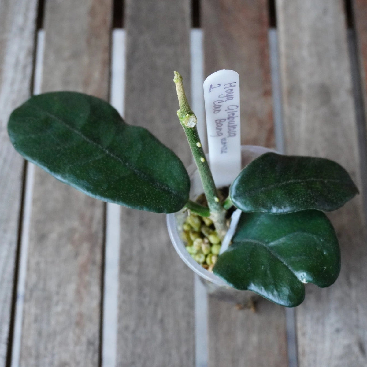 Hoya globulosa Cao Bang with thick, dark green elongated leaves and a developing vine in a clear nursery pot.