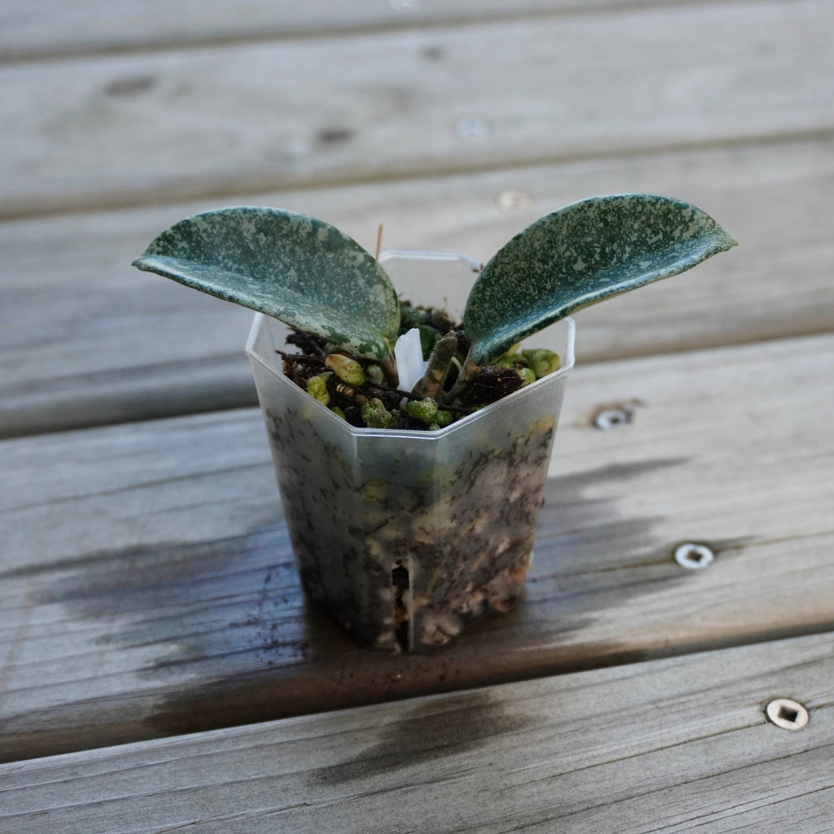 Hoya Grey Ghost rare trailing indoor wax plant with striking solid silver-grey metallic leaves