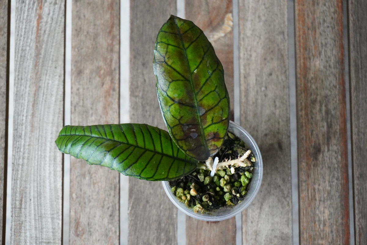 Hoya gunung gading plant with prominent veined sun-stressed leaves in a small pot