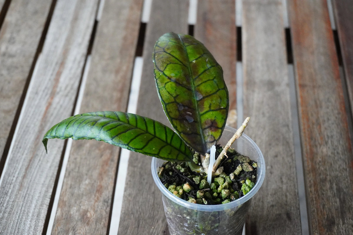 Hoya gunung gading plant with prominent veined sun-stressed leaves in a nursery pot