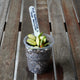 Hoya heuschkeliana Inner Variegated young plant with cream and green leaves and fresh growth in a clear pot.