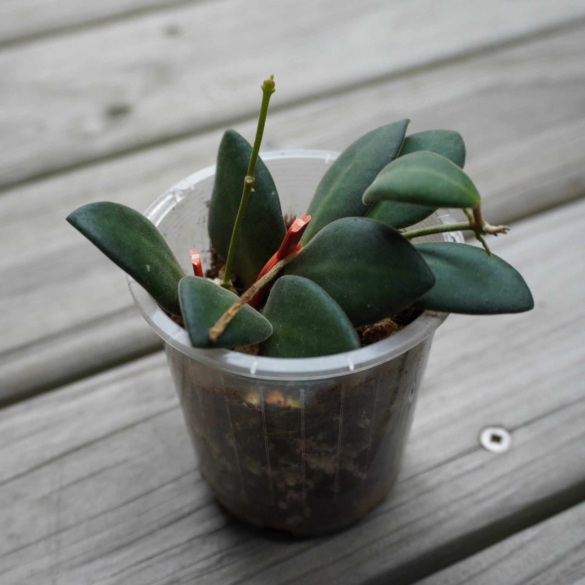 Hoya Honeydew plant with lush green waxy leaves in a nursery pot.