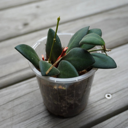 Hoya Honeydew plant with lush green waxy leaves in a nursery pot.