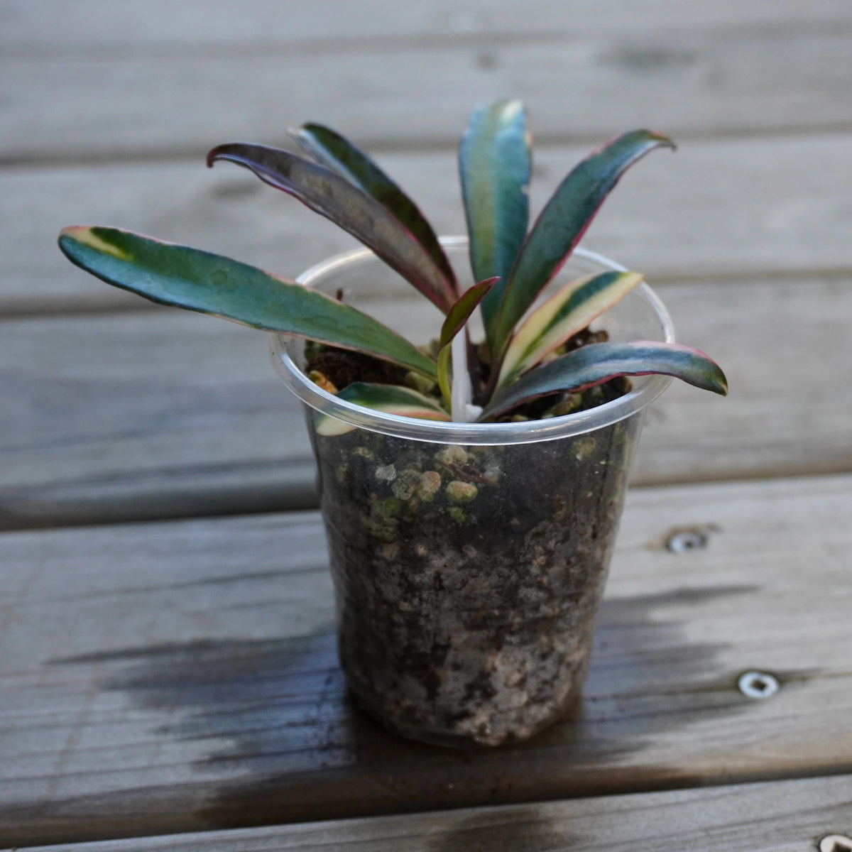 Hoya Kentiana Lori Lyn rare trailing indoor hoya plant with long pink cream and green variegated leaves