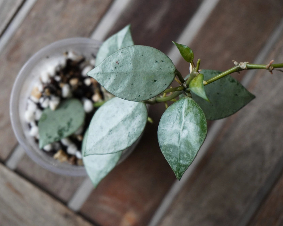 Close-up of Hoya krohniana Super Silver Plant 1 showing silver-green leaves and new growth.