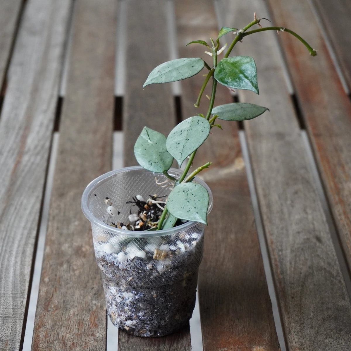 Hoya krohniana Super Silver Plant 1 with silver-green leaves and trailing growth in a clear pot.