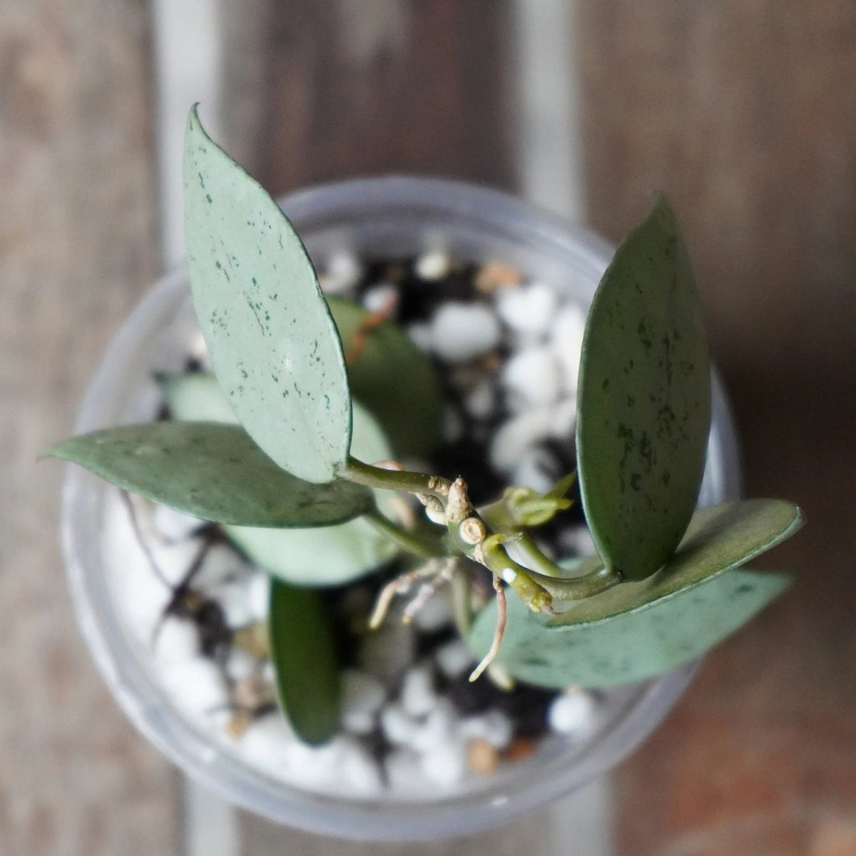 Top view of Hoya krohniana Super Silver Plant 2 showing silver leaves and developing growth.