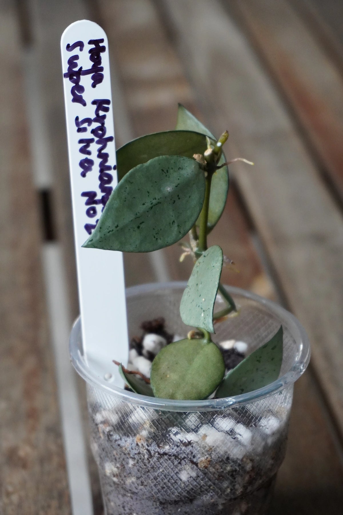 Hoya krohniana Super Silver Plant 2 with silver-green leaves and upright trailing stems in a clear pot.