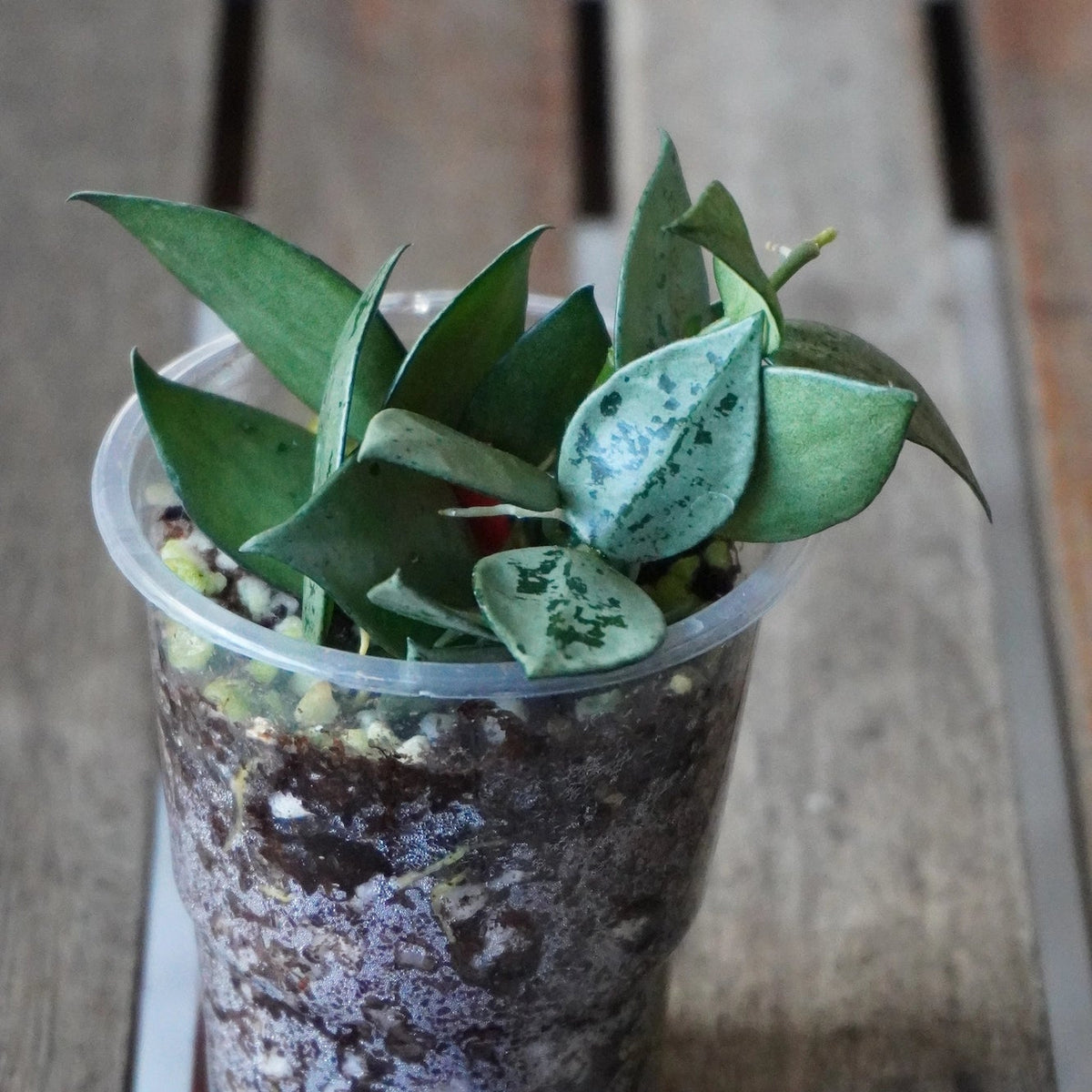 Hoya krohniana Super Silver Plant A with compact silver-green foliage in a clear pot.