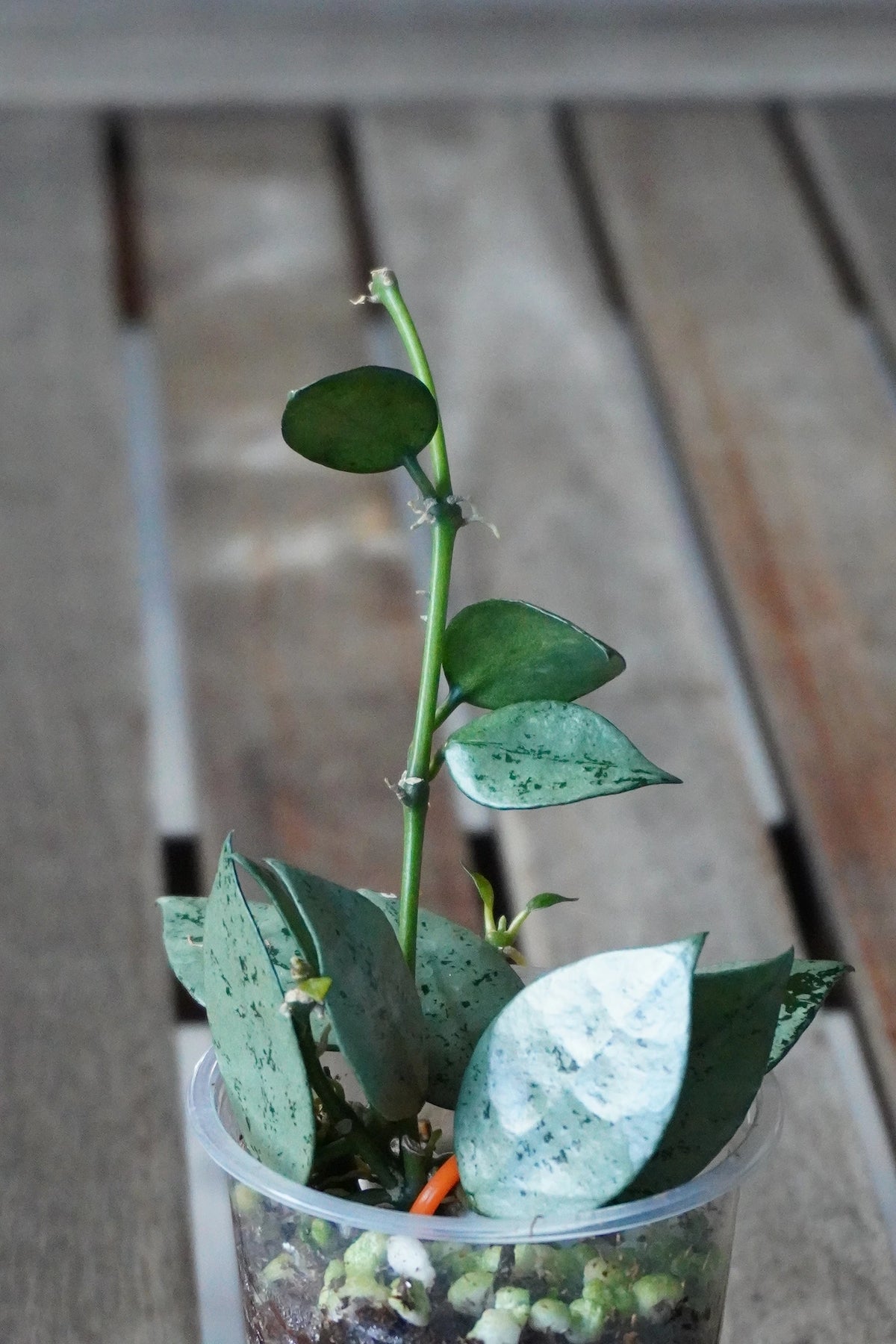 Hoya krohniana Super Silver Plant B with silver leaves and an established climbing stem in a clear pot.