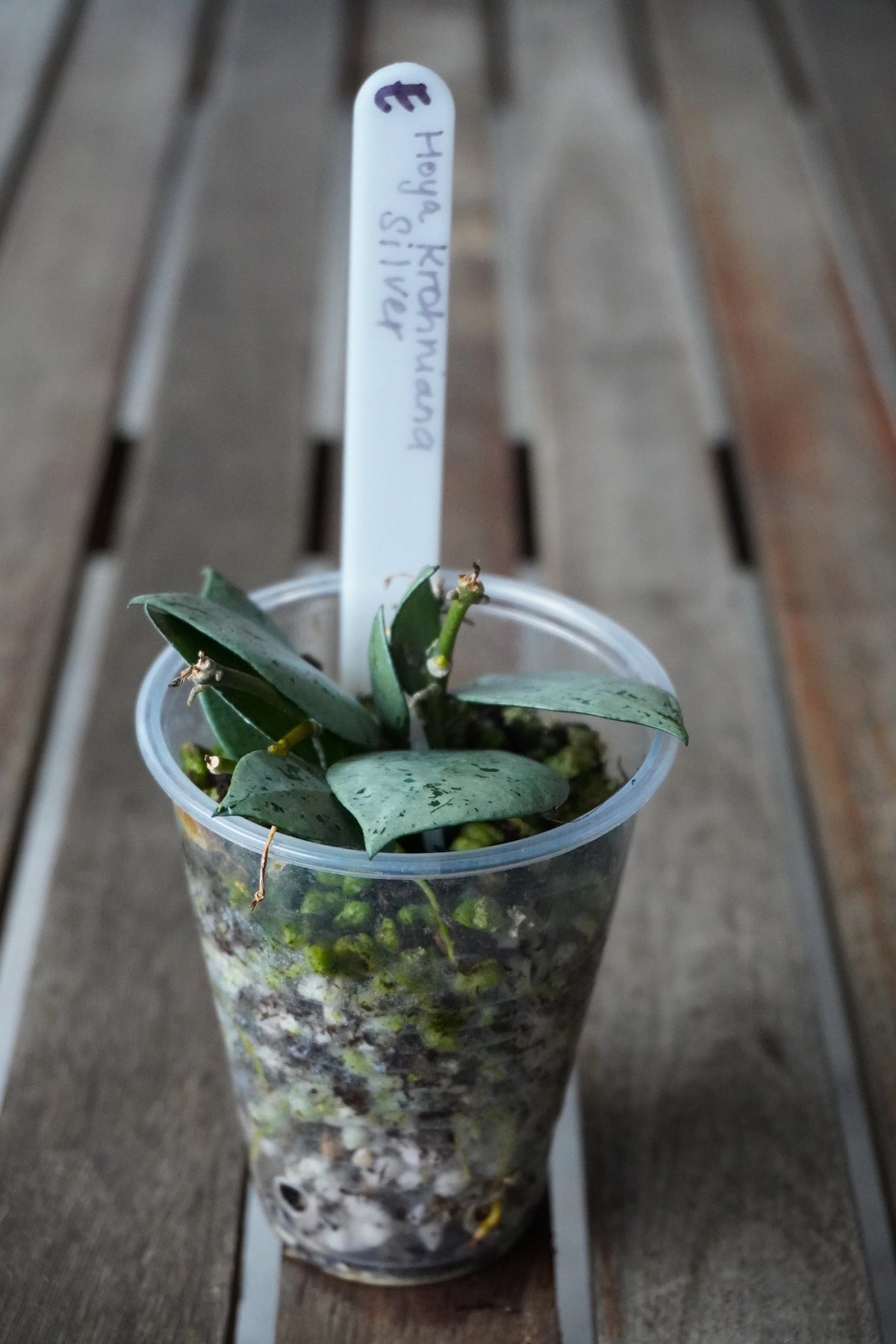 Hoya krohniana Super Silver Plant E with compact silver-green leaves in a clear pot.