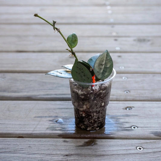 Hoya Krohniana 'Super Silver' (Hoya krohniana) trailing indoor wax plant with bright silver heart-shaped leaves